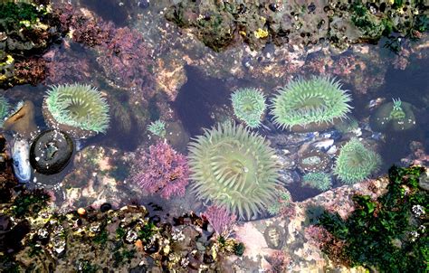 什麼天氣趕海好？多維度的海域探索時機分析